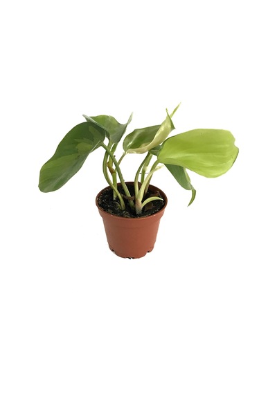 Philodendron Cordatum 'Brasil' Ø5,5 CM Y0-10 CM