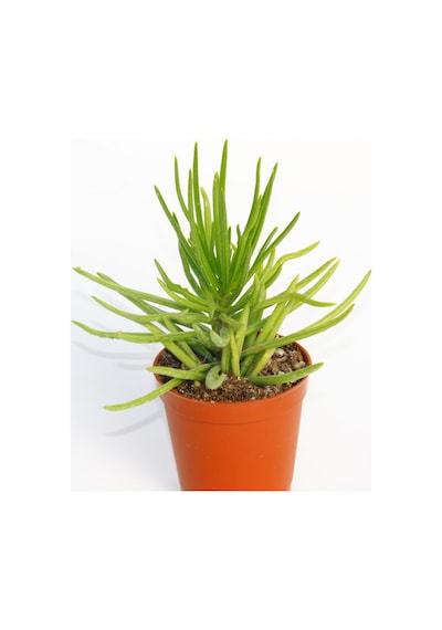 Senecio Barbertonicus Himalaya - 5 Adet Sukulent