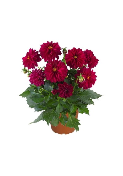 Dalia Fidanı 20 Cm 40 Cm