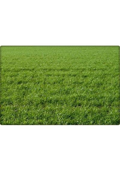 İngiliz Çimi Tek Çeşit 123510 KG Lolium Perenne 10 KG 200 M²