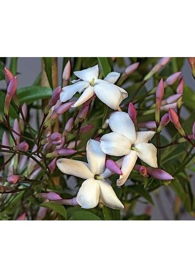 Jasminum Polyanthum - Hoş Kokulu Ve Gösterişli Çiçekli Bitki Şam Yasemini Değil