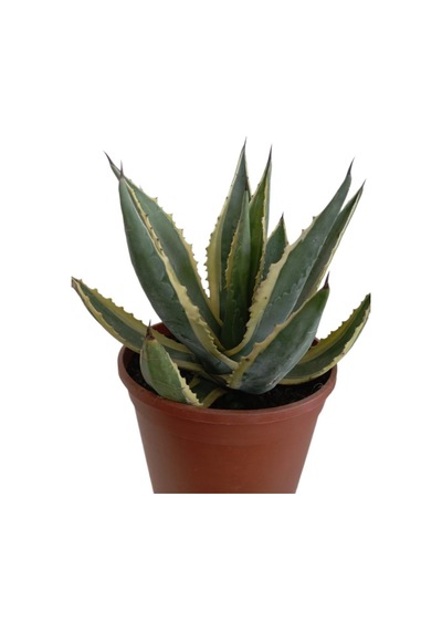 Agave Americano Bitkisi