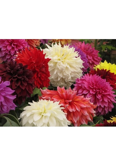 10 Adet Dwarf Mixed Colors Redskın Dahlıa Tohumu