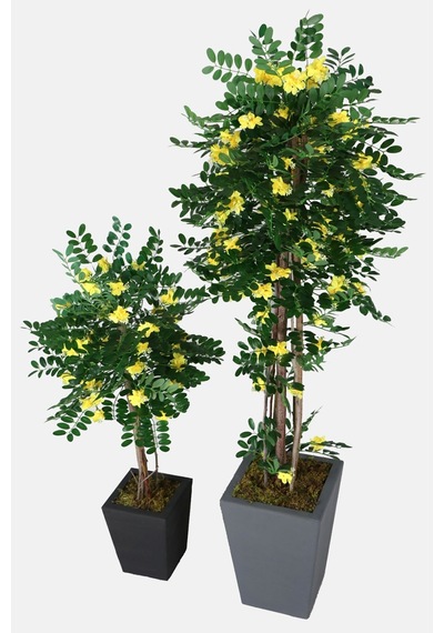 Yapay Çiçek Deposu 2 Boy Yapay Sibirya Bezelye Ağacı Caragana Arborescens 120 Cm Ve 180 Cm
