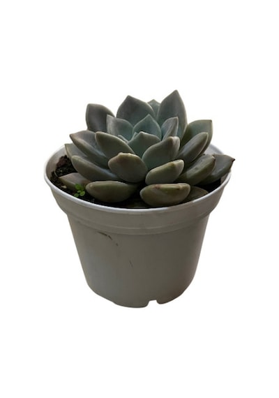 Echeveria 'german Champaign' Sukulent