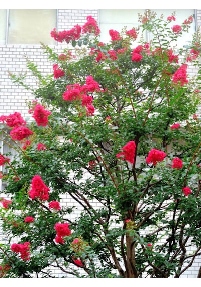 Favori Ürün Kırmızı Renkli Oya Çiçeği Fidanı 30 80 Cm 1 Adet Dış Mekan Ağaç Lagerstroemia Indica