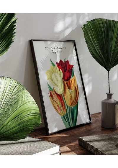 Çerçevesiz Poster John Lindley Lale