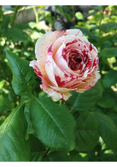 Videolu Sihirbaz Gül 40 60 Cm 1 Adet Saksılı Dış Mekan Bitkisi Rose