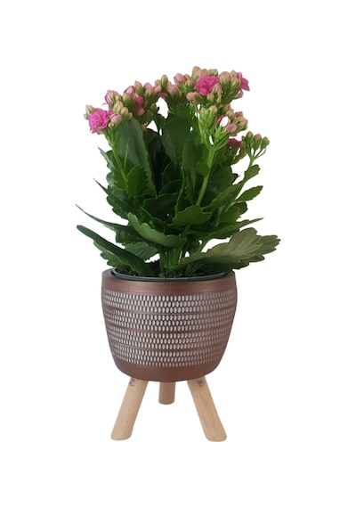 Pembe Kalanşo Kiremit Rengi Damla Saksıda  Kalanchoe