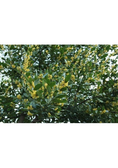 Serada Decor Plant Defne Ağacı Fidanı Saksılı 60 Cm 100cm