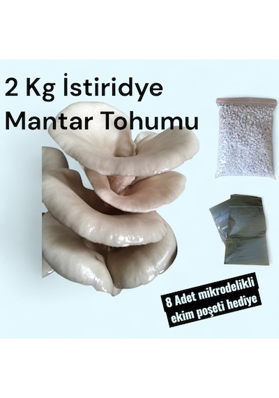 2 Kg Istiridye Mantarı Tohumu 1 adet