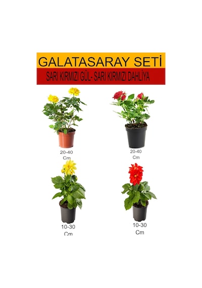 4'lü Takım Seti Sarı-kırmızı Gül+sarı- Kırmızı Dahliya Çiçeği