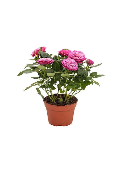 Yediveren Kokulu 25 60 Cm 5 Adet Farklı Çeşit Aşılı Gül Pink Red Orange White Yellow Ros