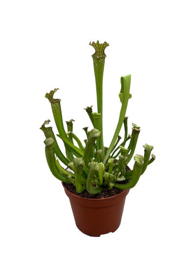 Sarracenia 'Umlanftiana' (Sinek Kapan Etobur Bitki)