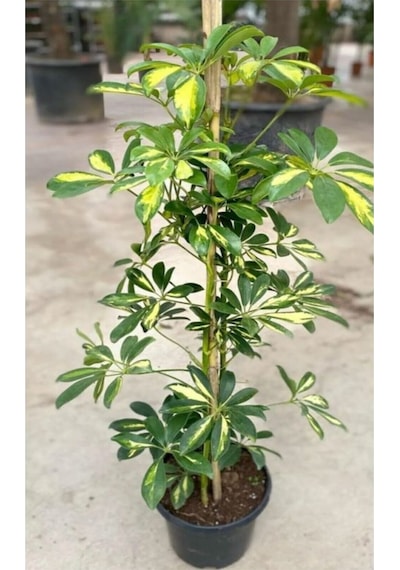 Videolu Tek Dal Alacalı Şeflera Çiçeği Beş Parmak Bitkisi 60-80 Cm Saksılı Iç Mekan Schefflera
