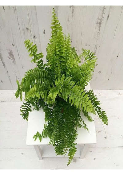 Videolu Aşk Merdiveni 1 Adet Saksılı/tüplü 30-40cm Iç Mekan Bitkisi Fujer Nephrolepis