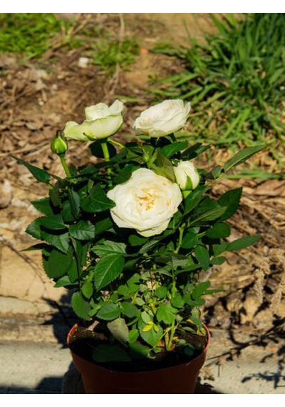 Videolu Çıtır Minyatür Beyaz Renkli Gül 20 30 Cm 1 Adet Saksılı Aşılı Gül White Rose