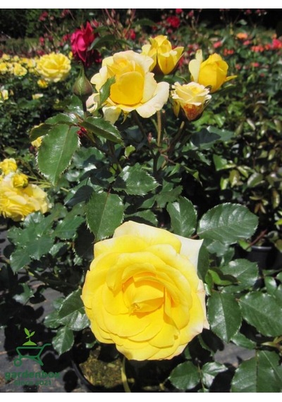 Mis Kokulu Sarı Renk Gül Fidanı 30-40cm 1 Adet Saksıda Rose