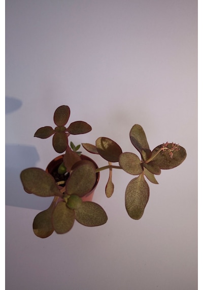 Peri Yeşim Bitkisi Crassula Multicava Sukulent Tekli 5,5 Cm Saksıda