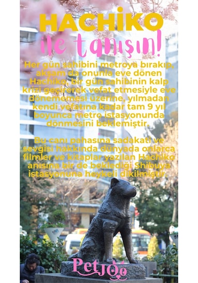 Petjoo 19.Hachiko Pembe-Sarı Qr'lı Köpek Künyesi