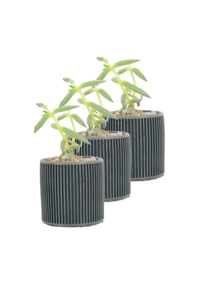 Mini Çiçek Saksı Küçük Sukulent Siyah Kaktüs Saksısı 3'lü Set Düz İnce Çizgili Model