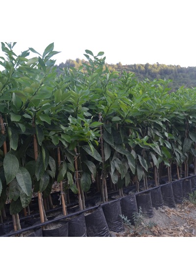 Tüplü Aşılı Kara Limon Yaş 1-2 Boy 90-100Cm