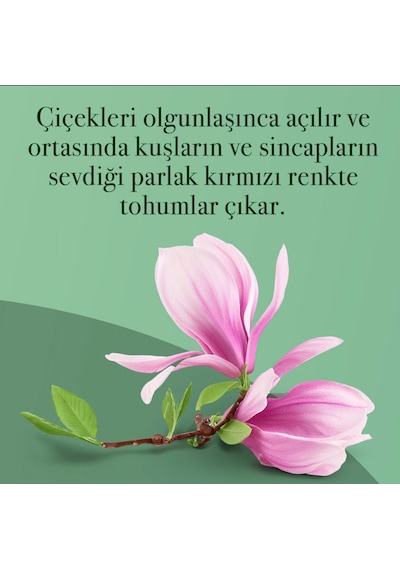 Eyüp Sabri Tuncer Manolya Çiçeği El ve Vücut Peeling 400 ML + El ve Vücut Kremi 50 ML + Kolonya Pet Şişe 400 ML + Sprey Kolonya 150 ML