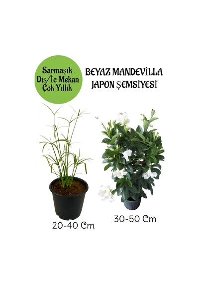 Japon Şemsiyesi 1 Adet Saksılı+beyaz Mandevilla Çiçeği 1 Adet Saksılı Salon Seti