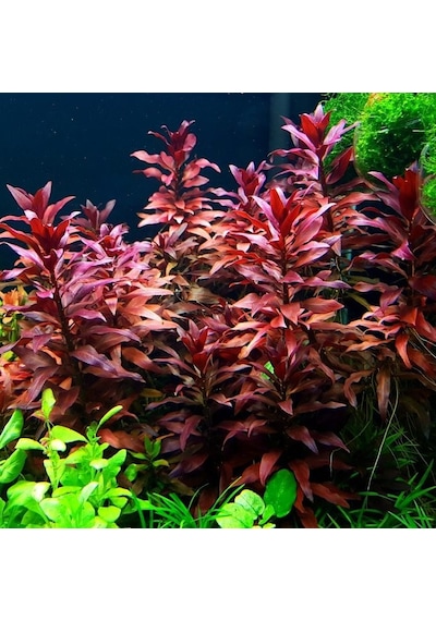 Ludwigia Grandulosa Akvaryum Bitkisi Canlı Bitki 5 Dal