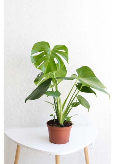 Monstera Deliciosa - Deve Tabanı - Ev Ofis Salon Iç Mekan Bitkisi - 40-50 Cm