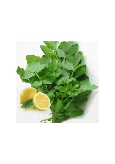 Bykurt Geniş Yapraklı Tere Tohumu - İştah Açıcı Aromalı, Taze Tüketim İçin İdeal Tere