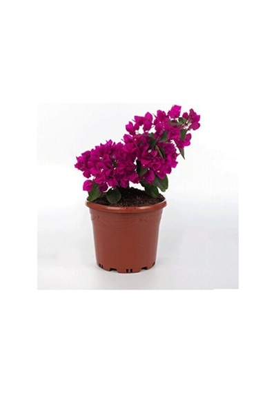 Mor Bodur Begonvil 25-35 Cm Saksılı Çiçekli Bodur Bitkiler Purple Bougainvillea