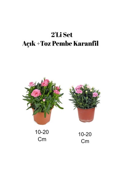 2'li Set Açık Pembe Toz Pembe Karanfil Çiçeği Dış Mekan Bitkisi