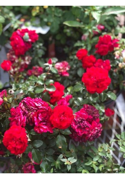 Isparta Meyland Kırmızı Kokulu Yediveren 30 60 Cm Saksılı/tüplü Aşılı Gül Red Rose