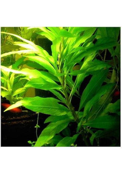 Hygrophilla Lacustris Kolay Akvaryum Arka Plan Bitkisi 5 Dal
