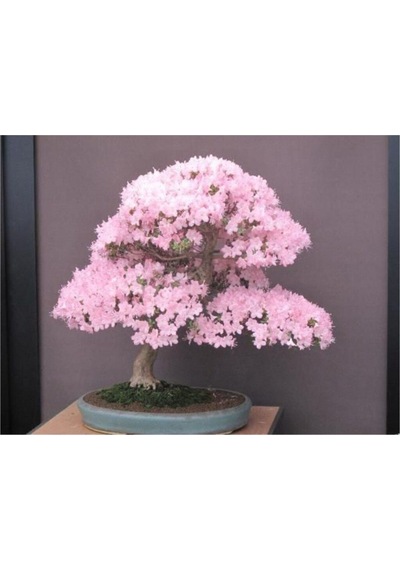 Bodur Cherry Blossom Bonzai Ağacı Tohumu 5 Adet Bonsai Ağacı Tohumu