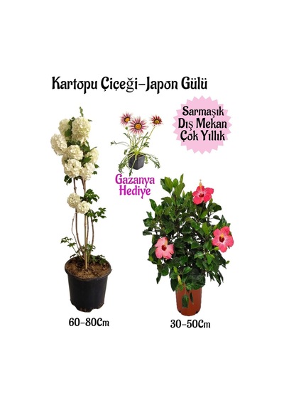 Kartopu Çiçeği 1 Adet +pembe Japon Gülü 1 Adet+pembe Gazanya Saksılı Bahçe Seti
