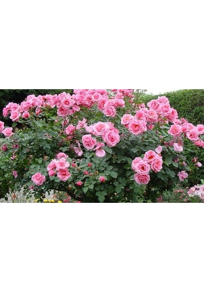 Pembe Yediveren Sarmaşık Isparta Gül Fidanı 15-25 Cm