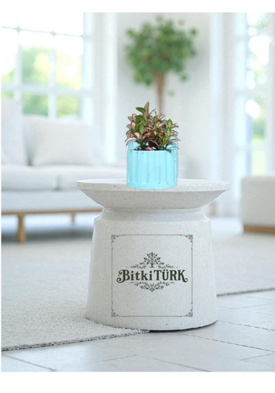 Bitkitürk-turkuaz Beton Saksıda Fittonia Ofis Salon Bitkisi