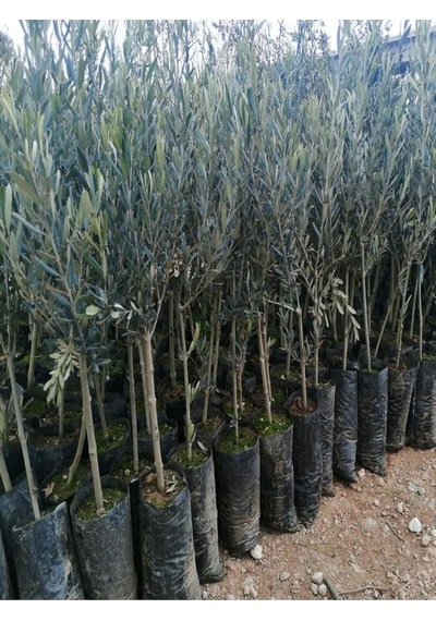 Videolu Gemlik Zeytin Fidanı Fidesi 1 Adet 1. Kalite 80-150 Cm Saksılıtüplü Olive Sapling