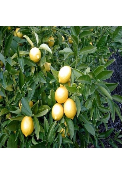 Tüplü İri Meyveli Yediveren Limon Fidanı