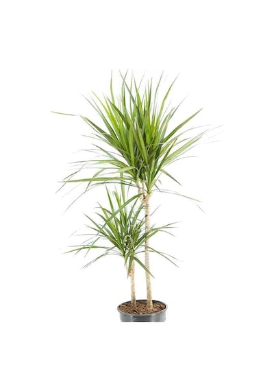 Dracaena Marginata 2 Gövdeli Yeşil