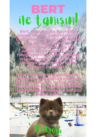 Petjoo 13.Bert Yeşil-Pembe Qr'lı Köpek Künyesi
