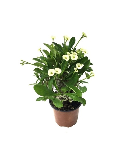 Saksılı Sarı Dikenler Tacı Japon Iğnesi Euphorbia Milii 10-20 Cm