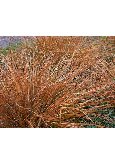 Carex Testacea 5'li Set - Otsu Yer Örtücü Bitki