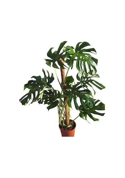 Yosunlu Destek Çubuğu İle Monstera 140 Cm Deve Tabanı