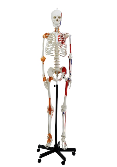 Esnek İnsan İskeleti Modeli, Kasları Ve Ligamentleri Gösteren, Numaralandırılmış, 180 Cm - İskelet Maketi 01
