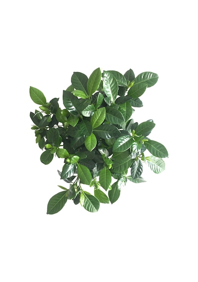 Gardenia Jasminoides (Gardenya Çiçeği) Ø12 CM H30-35 CM