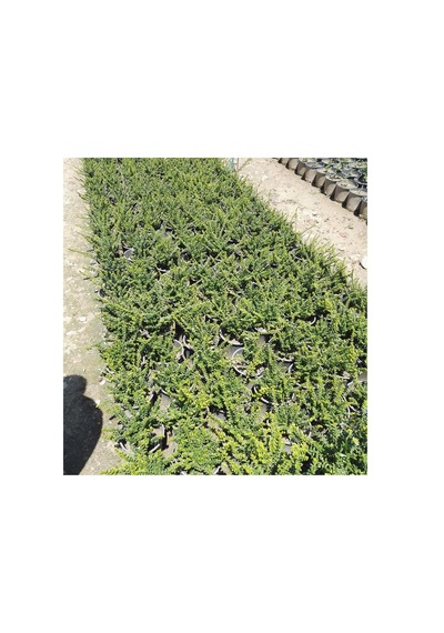 Lonicera Pileata Bodur Hanımeli Fidanı