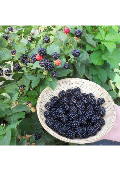 Tüplü Verimli Aroması Yüksek Boysenberry Böğürtlen Fidanı